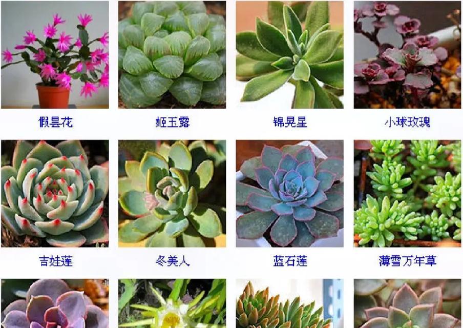 多肉植物属于什么科？它们的分类有哪些特点？