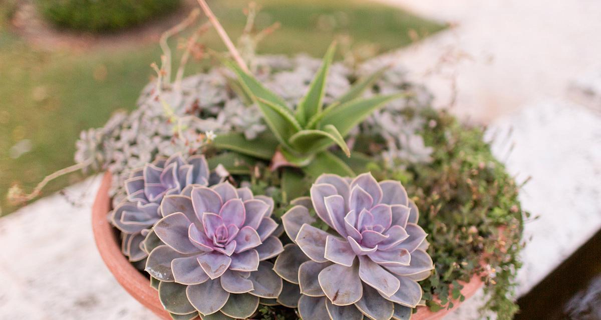 多肉植物属于什么科？它们的分类有哪些特点？