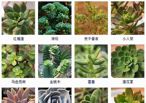 多肉植物属于什么科？它们的分类有哪些特点？