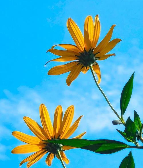 养金黄色头发的花卉叫什么？如何培育出金黄色的花朵？