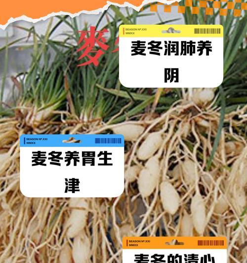 食用麦冬盆栽怎么种植方法？如何保证其健康生长？