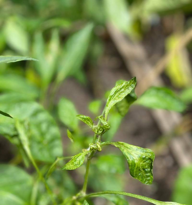 辣椒叶形状的植物有哪些？它们的生长环境如何？