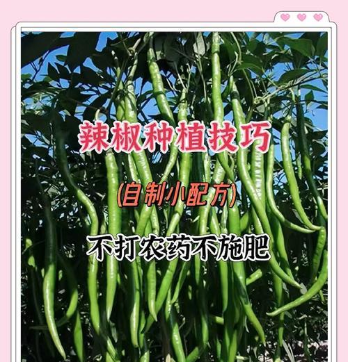 辣椒叶形状的植物有哪些？它们的生长环境如何？