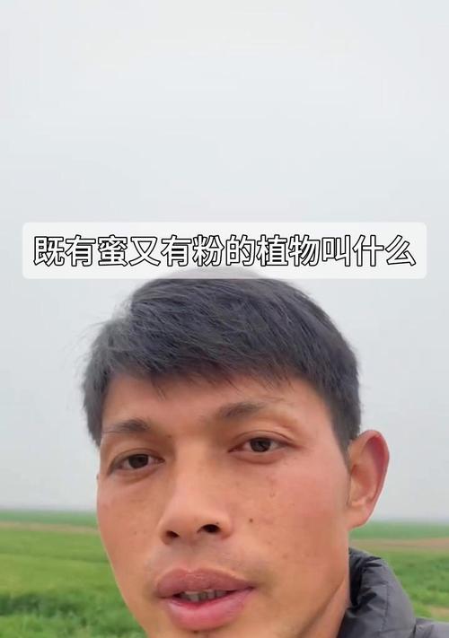 植物粉都有什么？它们的用途是什么？