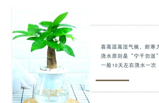 哪些植物放在电脑旁可以防辐射？它们的防辐射效果如何？