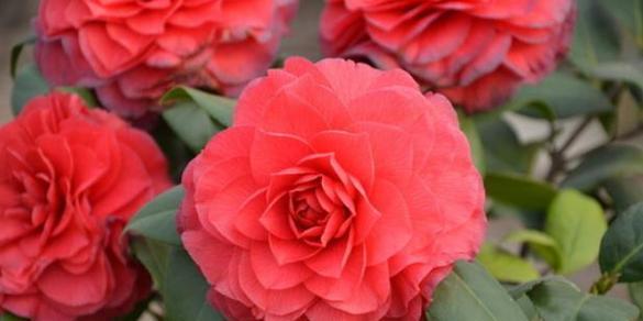 哪些花卉品种耐寒性强？