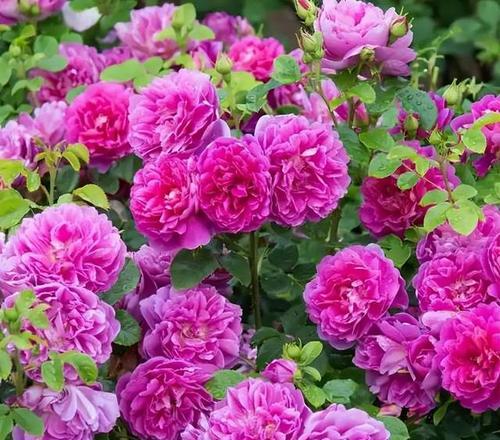 哪些花卉品种耐寒性强？
