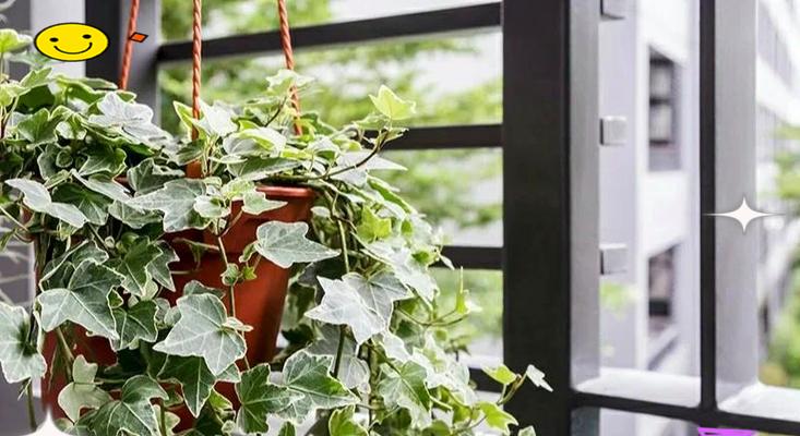 办公室适合养哪些植物？这些植物对环境有何益处？