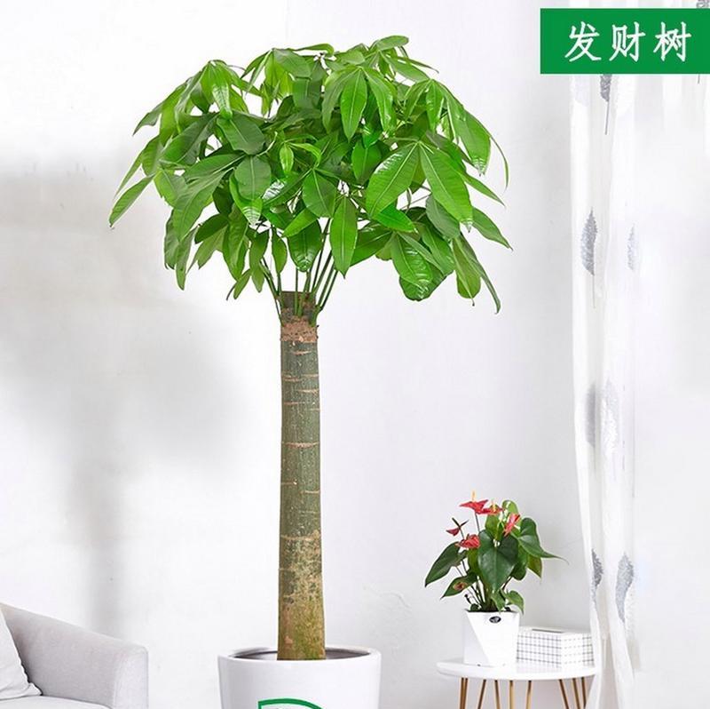 办公室适合养哪些植物？这些植物对环境有何益处？