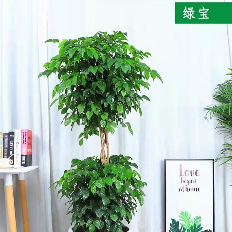 办公室适合养哪些植物？这些植物对环境有何益处？