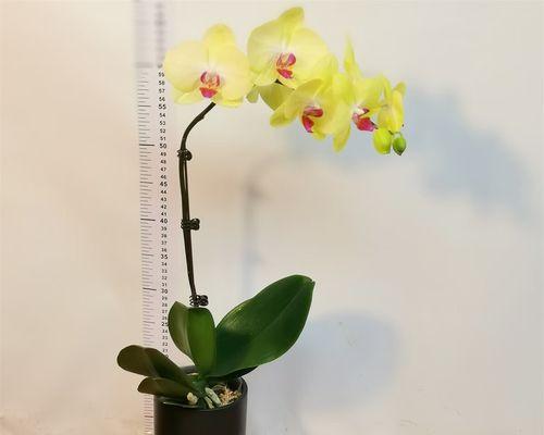 单株繁殖绿植花卉的技巧是什么？
