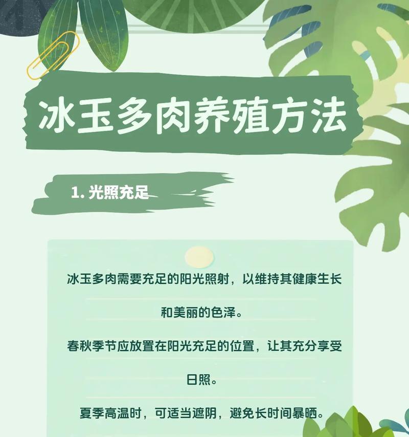 多肉植物厚脸皮的养护方法是什么？如何正确照顾厚脸皮多肉？