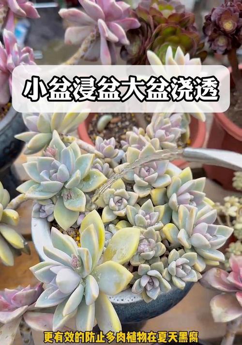 多肉植物厚脸皮的养护方法是什么？如何正确照顾厚脸皮多肉？