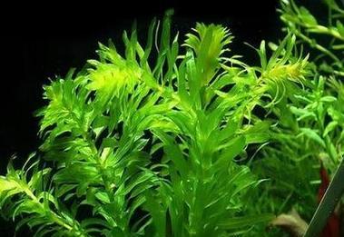哪些草本花卉的根系很浅？