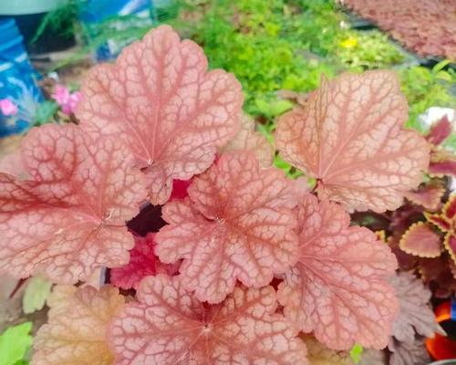 哪些草本花卉的根系很浅？
