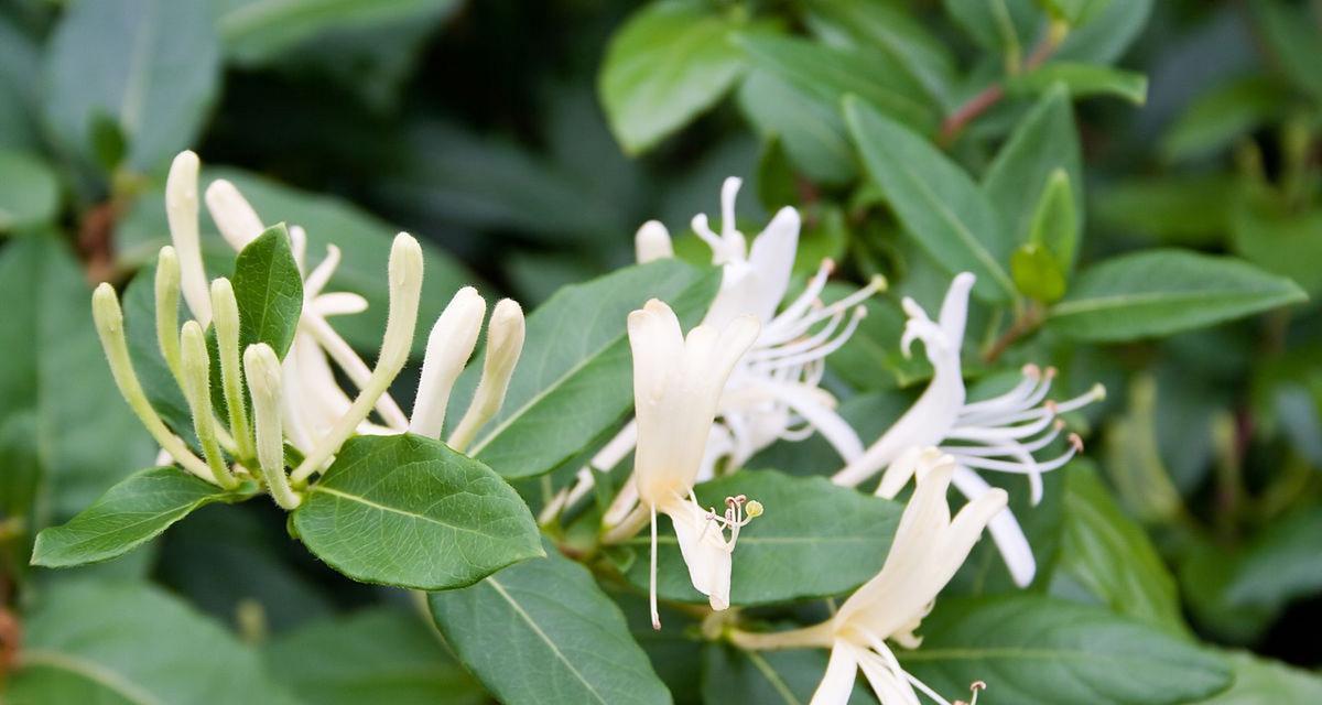 室外花卉金银花有哪些品种？它们的特点是什么？