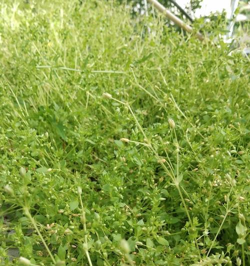 哪些植物生长缓慢？如何促进生长？