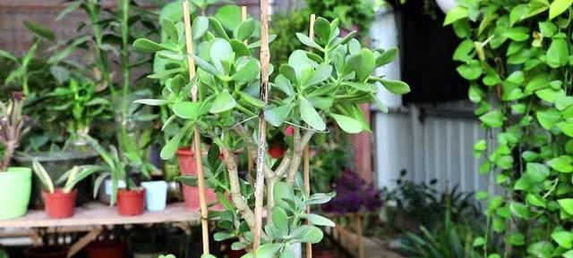 哪些植物生长缓慢？如何促进生长？