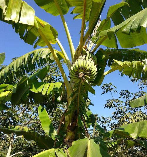 麻蕉属于哪种植物类型？麻蕉的特性是什么？
