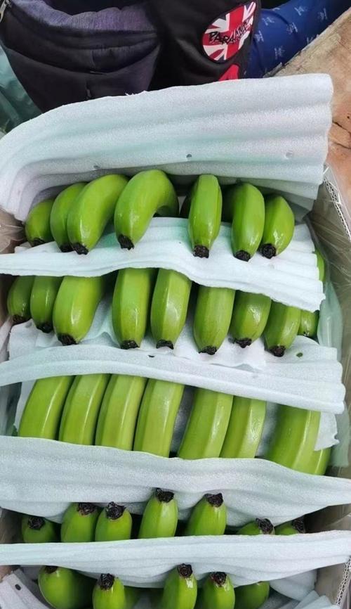 麻蕉属于哪种植物类型？麻蕉的特性是什么？