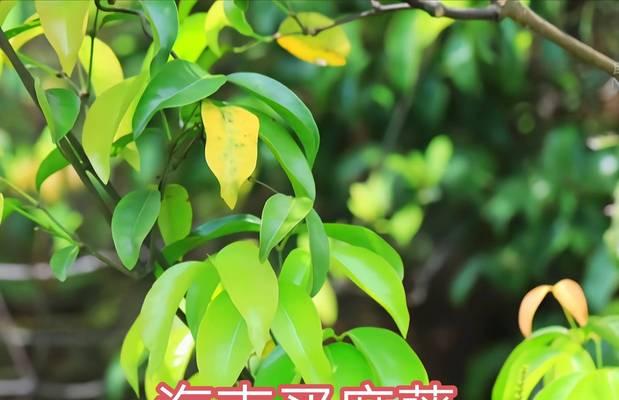 麻蕉属于哪种植物类型？麻蕉的特性是什么？