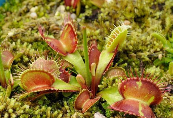 神秘植物登场时间多久结束？如何正确养护？