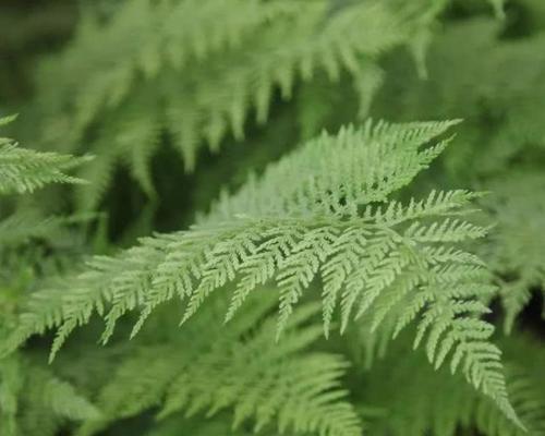 神秘植物登场时间多久结束？如何正确养护？
