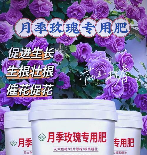 种植玫瑰花有哪些秘诀？如何确保花朵更鲜艳？