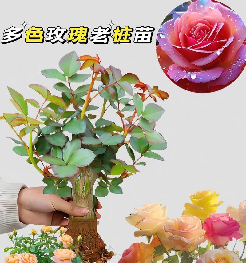 种植玫瑰花有哪些秘诀？如何确保花朵更鲜艳？