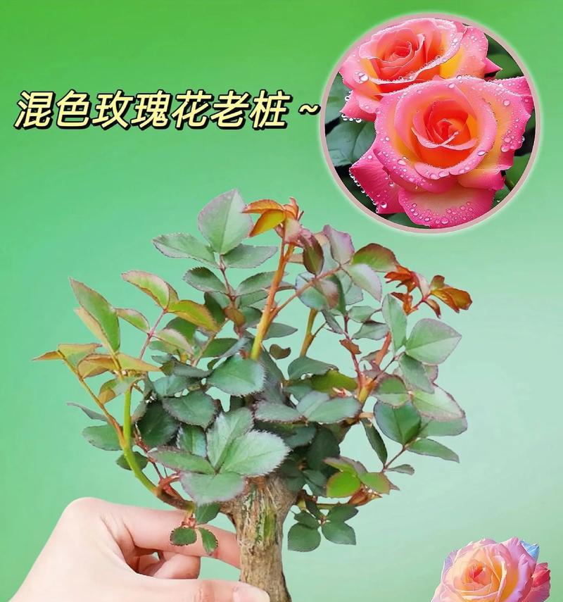 种植玫瑰花有哪些秘诀？如何确保花朵更鲜艳？