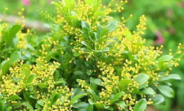 室内米兰植物的种植要点是什么？