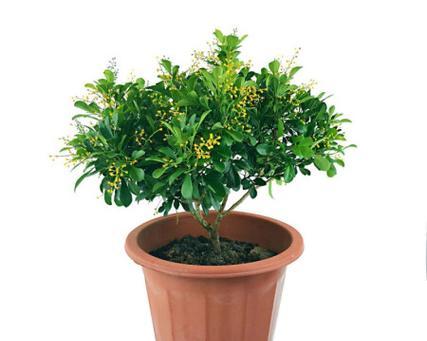 室内米兰植物的种植要点是什么？