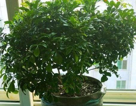室内米兰植物的种植要点是什么？