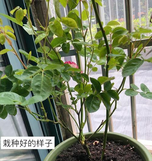 新购买的植物应该何时栽种？栽种时间如何计算？
