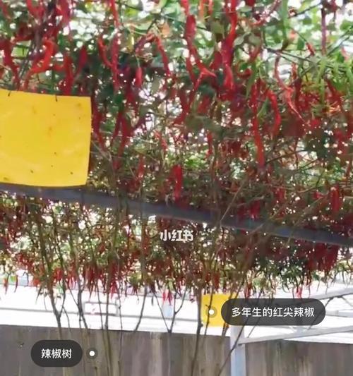 新购买的植物应该何时栽种？栽种时间如何计算？