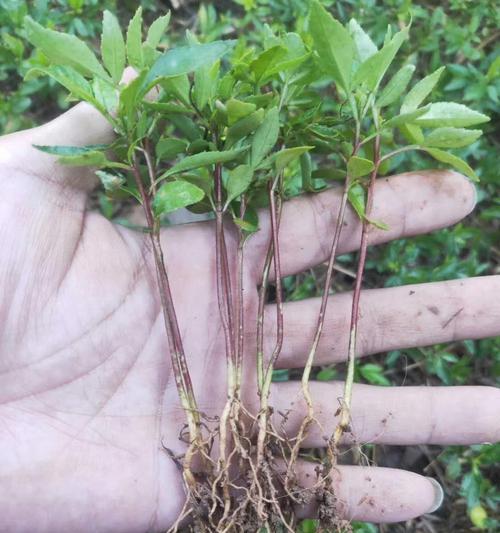 新购买的植物应该何时栽种？栽种时间如何计算？