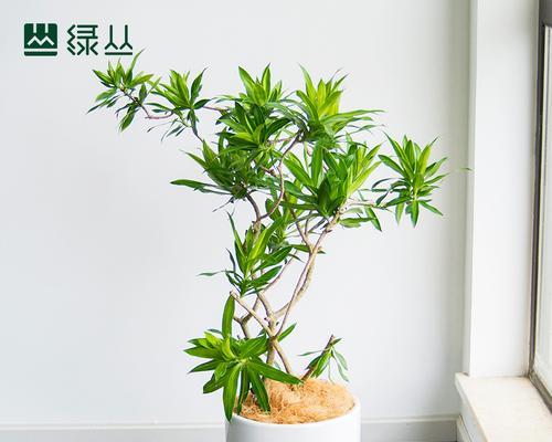 南方冬天养护百合需要注意什么？有哪些有效的养护技巧？