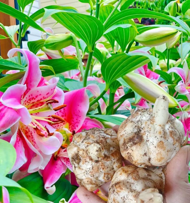百合花与哪些植物有特别的关联？