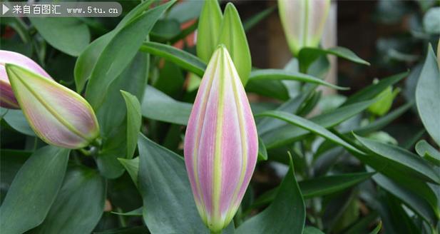 百合花与哪些植物有特别的关联？