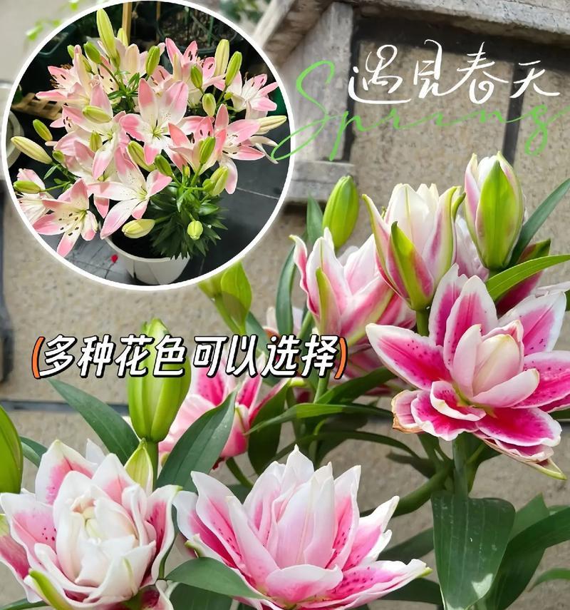 百合花与哪些植物有特别的关联？