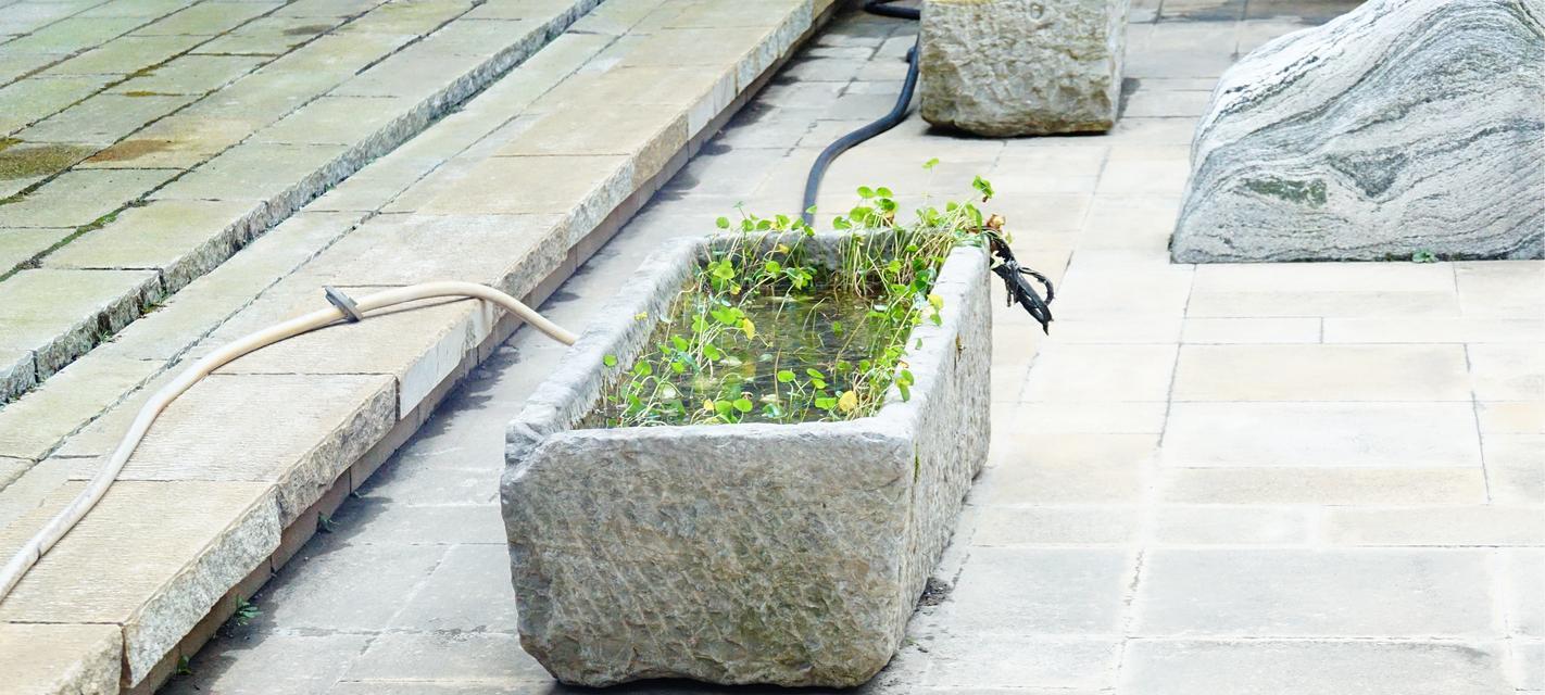 猪槽大型植物有哪些特点？适合在哪些环境中种植？