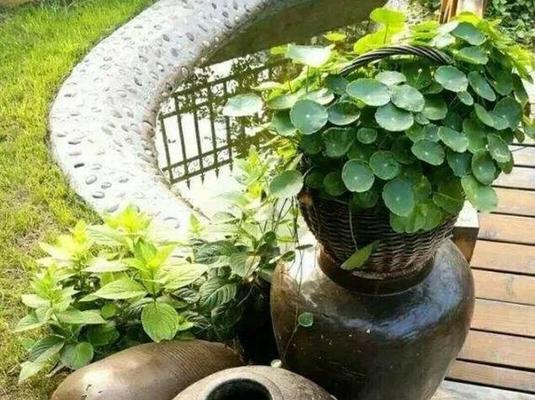 猪槽大型植物有哪些特点？适合在哪些环境中种植？