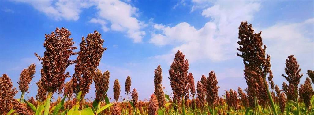 蜀黍野生植物的种类有哪些？