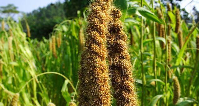蜀黍野生植物的种类有哪些？