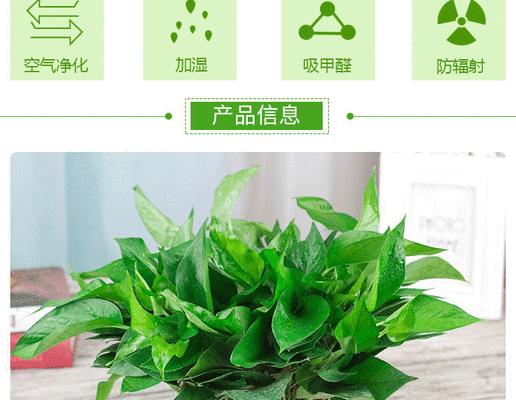 花卉绿植如何吸臭？吸臭味的原理是什么？