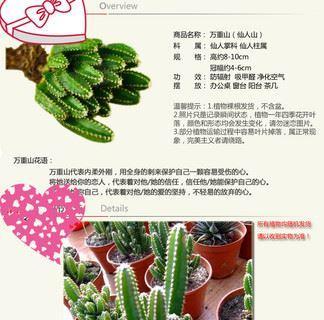 花卉绿植如何吸臭？吸臭味的原理是什么？
