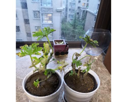 花卉绿植如何吸臭？吸臭味的原理是什么？