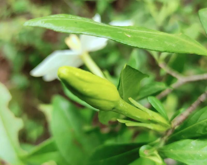 栀子植物的养护方法有哪些？