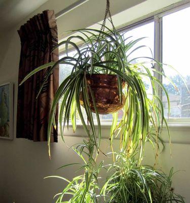 生态缸植物盆怎么悬挂？有哪些方法和技巧？