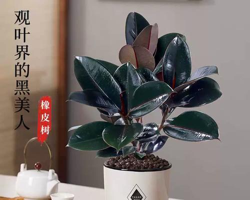 家养小型植物推荐？哪些植物适合室内小空间？